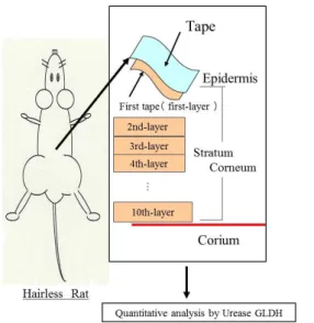 Fig. 2-1：Tape stripping-Colorimetry (T-C)  法 