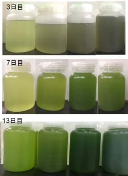 図 -13  実験 II における藻類培養結果 （溶解性リン、アンモニア性窒素の経日変化 および 1 日目と 13 日目のクロロフィル a ） レベル以下まで減少していた。本研究では、クロロフ ィル a 濃度の増加量および溶解性リンやアンモニア性 窒素の減少率を考えて、処理水 40% および流入水 60% での混合による微細藻類培養が最適であると考えた。 以上より、汚泥分離液処理施設の流入水および処理 水の混合液は、微細藻類の培養液として利用可能であ り、混合割合によっては、藻類培養によって、汚泥分 図 -