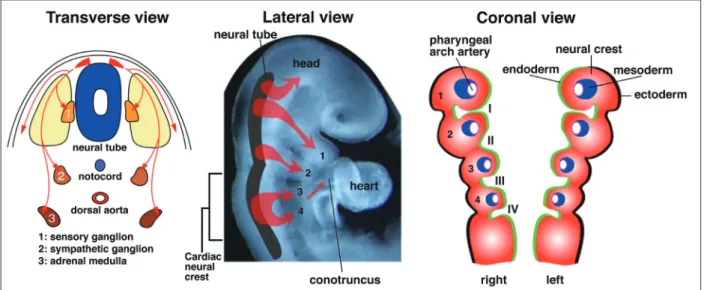 Fig. 1   Development of neural crest cells. Neural crest cells (shown in red) are multipotential cells that delaminate from the dorsal  neural tube and migrate widely throughout the body as ectoderme-derived mesenchymal cells