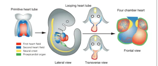 Fig. 4   Developmental origins of the outflow tract and other regions of the heart. The first heart field (red) gives  rise to the primitive heart tube and eventually the left ventricle, the atria, and a part of the right ventricle