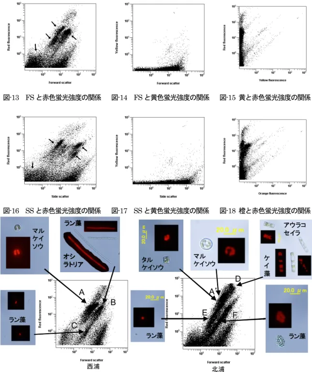 図 -13  FS と赤色蛍光強度の関係 図 -14  FS と黄色蛍光強度の関係 図 -15  黄と赤色蛍光強度の関係 図 -16  SS と赤色蛍光強度の関係 図 -17  SS と黄色蛍光強度の関係 図 -18  橙と赤色蛍光強度の関係 マル タル ケイソウ ケイソウ アウラコセイラケイ 藻 ラン藻 ラン藻ラン藻オシラトリアラン藻マルケイソウABCDA’EF 西浦 北浦マルタルケイソウケイソウ アウラコセイラケイ藻ラン藻ラン藻ラン藻オシラトリアラン藻マルケイソウABCDA’EFマルケイソウマルタルケイ