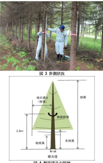 図 3 計測状況  図 4 測定項目の詳細  測定した樹種は全体の 4 分の 3 がアカエゾマツであ り、ヨーロッパトウヒ、トドマツをあわせた現在道路 防雪林で用いられる基本林構成種 1) が 96% を占めた ( 図   5) 。 図 5 調査した樹種の内訳  2.2