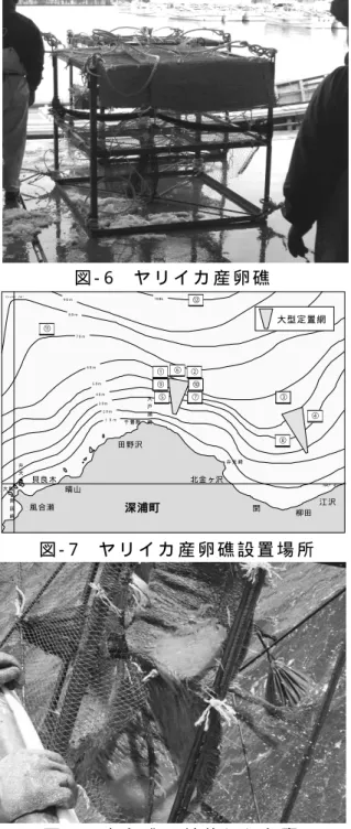 図 - 6  ヤ リ イ カ 産 卵 礁   図 - 8  産 卵 礁 に 付 着 し た 卵 嚢  カ ル ネ ッ ト 目 合10mm を 産 卵 礁4基 中3基 の上 中 段 に 設 置 し 、一 部 ネ ッ ト の 上 に ム シ ロ を設 置 し た 。3) 設 置 場 所 （ 図 - 7、 表 - 1）  北 金 ヶ 沢 地 先 は 底 建 網・定 置 網 が 密 集 す る漁 場 で あ る こ と か ら 、 産 卵 礁 の 設 置 場 所 は 、操 業 の 邪 魔 に な ら な い 大 型