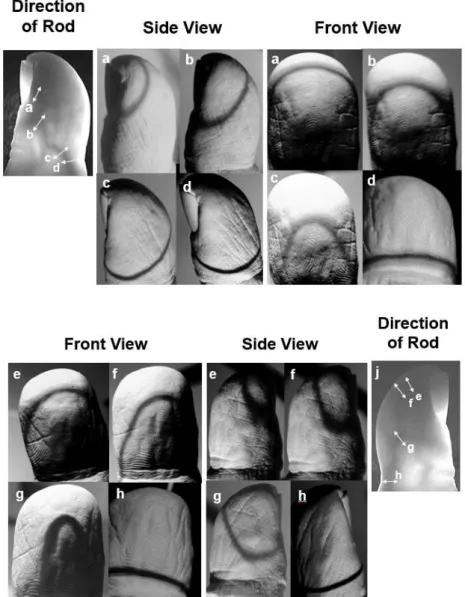 Figure 7. Comparison between the shadow line on the replica finger surface and the shape of  fingerprint ridge