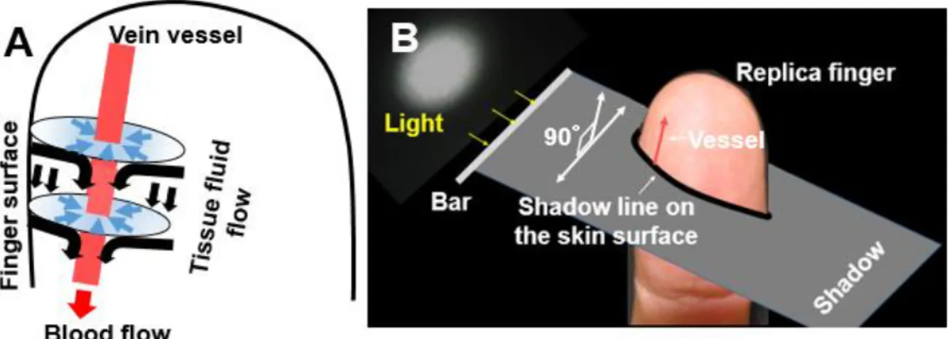 Figure  2.  A:  Schematic  illustration  of  the  effect  of  tissue  fluid  flow  to  the  finger  surface