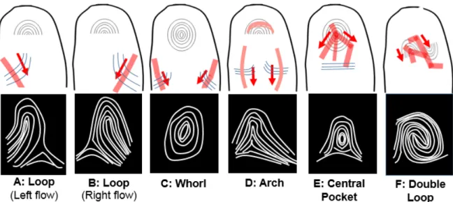 Figure  4.  Schematic  diagram  indicating  the  relationship  between  the  fingerprint  ridge  pattern (lower) and the vein distribution (upper)
