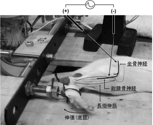 図 3.  ラット長指伸筋 LC の様子 