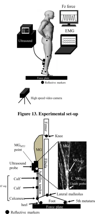 Figure 14. The Achilles tendon length model.