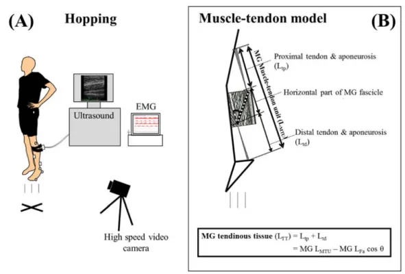 Figure  3.  Schematic  representations  of  the  hopping  experiment  set-up  (A)  and  calculation  model of medial gastrocnemius muscle-tendon length (B).