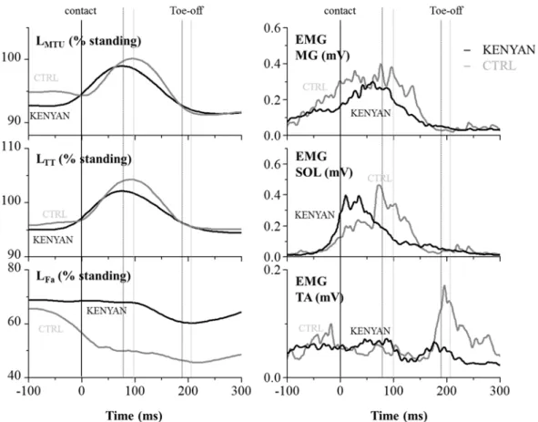 Figure 5. Representative time course data of KENYAN (grey lines) and CTRL (black line) for  the length of muscle-tendon unit, tendinous tissues and fascicles and EMGs during hopping