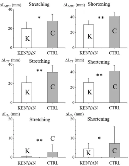 Figure 6. Absolute length changes of the medial gastrocnemius muscle-tendon unit (L MTU ),  fascicle (L Fa ), and Achilles tendinous tissues (L TT ) during the contact phase in hopping