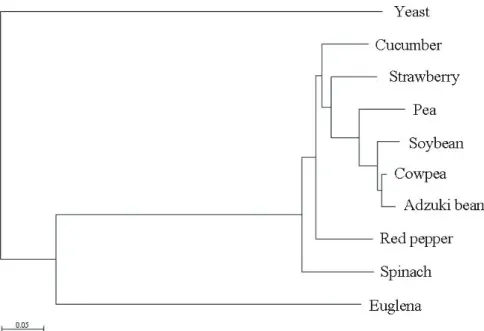 Fig. ３  10種類の植物APXアミノ酸配列に基づく近隣結合法（NJ法）による分子系統樹 