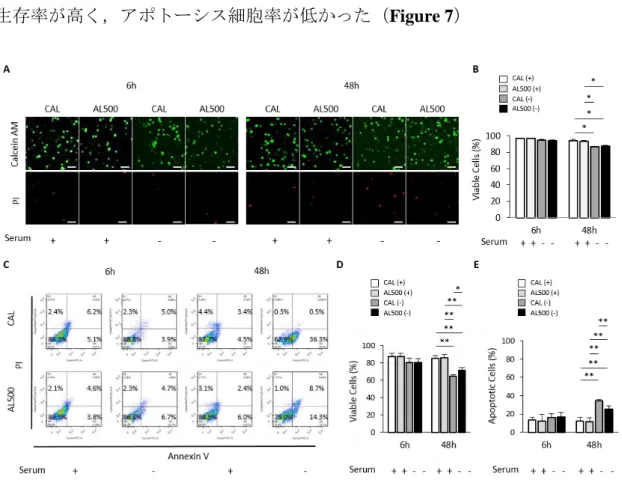 Figure 7.  ヒト髄核細胞‐アルギン酸ゲル複合体（CAL, AL500）を血清除去した培地で 48 時間培養した．A)  血清除去後 6 時間，及び 48 時間後 calcein-AM (生細胞；緑色)と PI (死細胞；赤色)にて標識し共焦点レーザー顕微鏡にて撮像した． スケールバー： 100μm． B)  蛍光染色を用いた細胞生存率評価．C)  フローサイトメトリーにおける細胞分布図． D)  フローサイトメトリーによる細胞生存率の評価．E)  フローサイトメトリーによるア ポトーシス細胞率の評