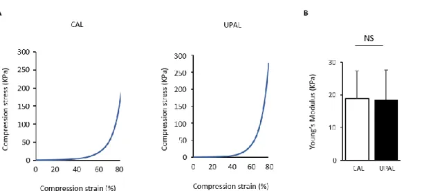 Figure 9. CAL 及び UPAL の非拘束性圧縮試験を行った．A) 応力-ひずみ曲線の歪み率 10％から 20％の間の直線を用いてヤング率を算出した．B) 2 種類のアルギン酸ゲルの ヤング率評価．(n = 4,  平均±SD, NS means not significant)． 