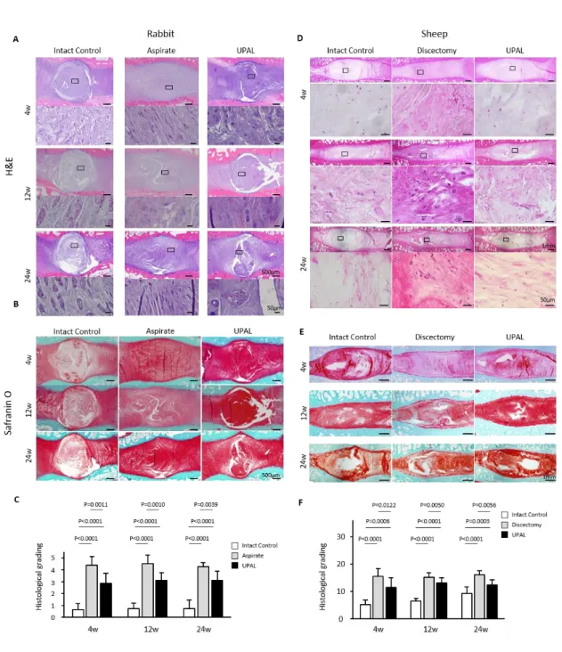Figure 12. UAPL埋植後4, 12, 24週後のウサギ及びヒツジ椎間板の組織学的評価．A)  ウ