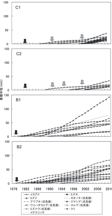 Fig. 5. Cumulative radius growth curve of stems at 50 cm above ground of Japanese beeches and their spatially neighboring trees in the study plots