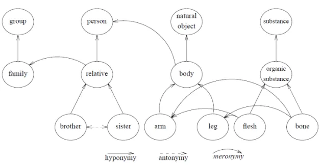 図 3.1: WordNet における hyponymy、  antonymy、  meronymy の関連付け  [86] 