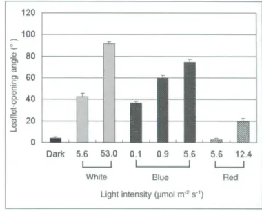 Figure 8. Responses of fully opened leaues to dim light of different intensities.