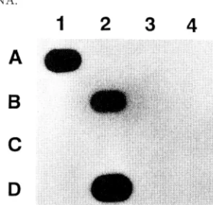 Table  1  HPV  DNA  detection  procedure  of  Vira  TypeTM