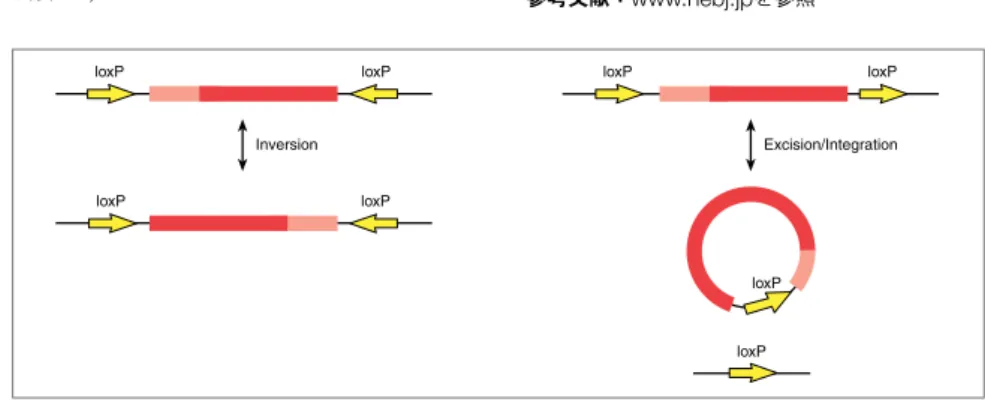 Figure 1: Cre/loxP site-specific recombination.