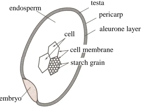Fig. 1.6. Image of rice grain  46)