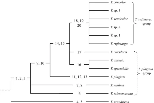 Fig. 15.    Morphologically-based cladogram of the species in the genus Tiracola. 