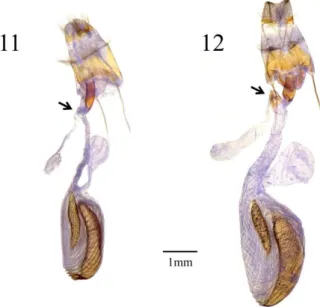 Fig. 13.    Neighbor-joining tree of H. deflorata and its close relatives based on 610 bp  of the mitochondrial COI gene