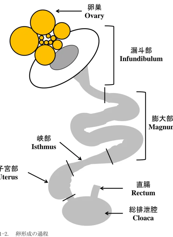 図 1-2.  卵形成の過程 