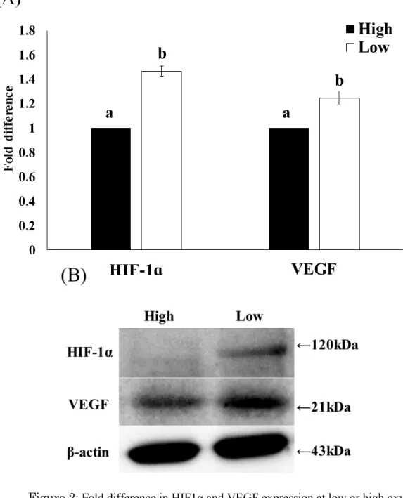 Figure 2: Fold difference in HIF1α and VEGF expression at low or high oxygen level   酸素環境の違いが顆粒層細胞の HIF1α および VEGF の発現量に及ぼす影響につ いてウェスタンブロッティングを用いて検討した (n=3) 。 それぞれの発現量は β-actin の発現量を用いて標準化し、高酸素区に対する相対値を算出した。 HIF1α および VEGF の相対発現量を A に示し、 B にそれぞれの特異的ブロットを示し