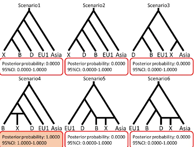 図 14  MS30 座位における DIYABC に用いた 6 つの集団遺伝学的進化シナリオと事後確率  Posterior probability は事後確率を, 95%CI は 95%信頼区間を示している。 