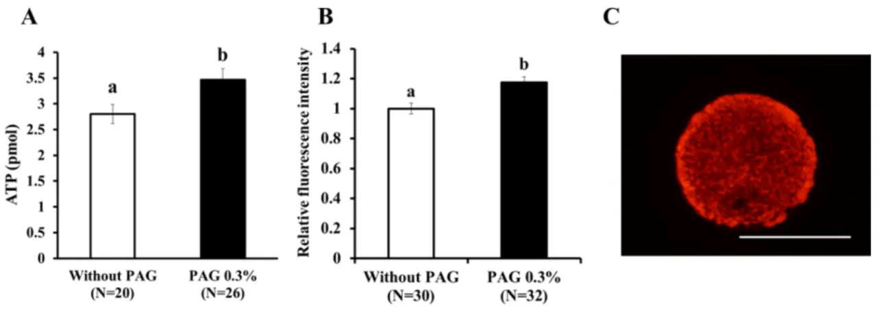 Figure 2. PAG が体外発育卵母細胞の ATP および脂質含量に与える影響