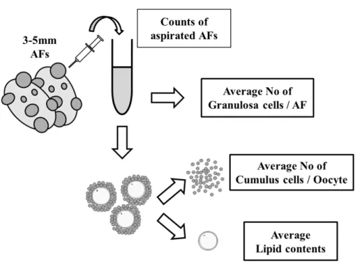 Figure 4.  個体ごとの卵母細胞の脂質含量と顆粒膜細胞数および卵丘細胞数の