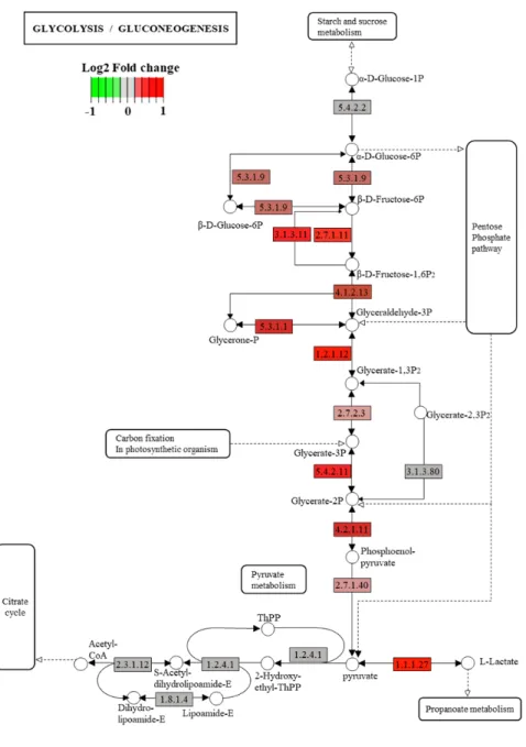 Figure 14.  解糖系関連遺伝子の遺伝子発現ヒートマップ