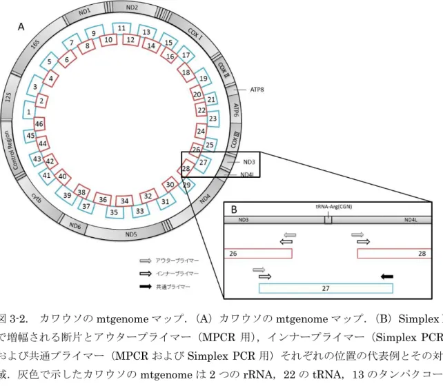 図 3-2.  カワウソの mtgenome マップ． （A）カワウソの mtgenome マップ． （B）Simplex PCR
