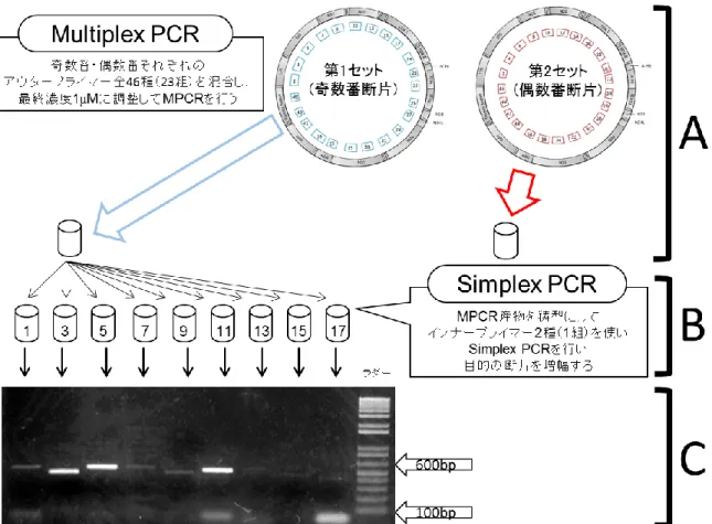 図 3-3. MPCR の手順と Simplex PCR 産物の電気泳動像の例．（A）MPCR の手順． （B）MPCR