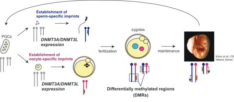 Fig. 1 Schematic representation of genomic imprinting in mice.
