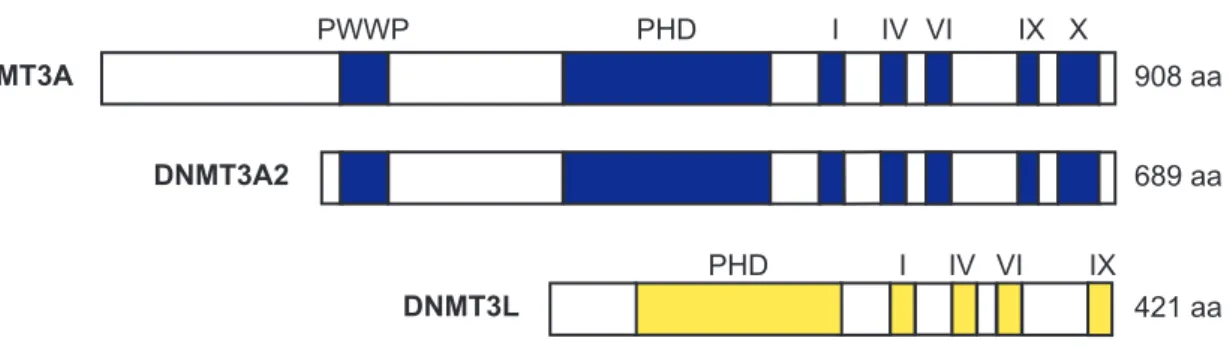 FIg. 2-1 Schematic represents of DNMT3A, DNMT3A2 and DNMT3L protein. 