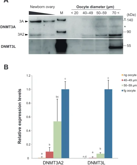 Fig. 2-3 DNMT3A and DNMT3L expression in mouse oocytes.