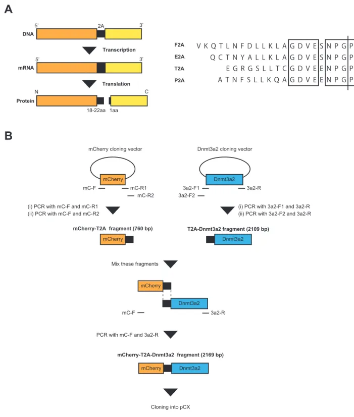 Fig. 3-1 Generation of mCherry-T2A-Dnmt3a2 fragment by recombinant PCR.