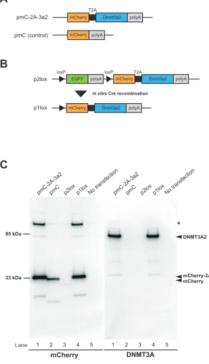 Fig. 3-2 Generation of conditional expression vector using the 2A peptide.
