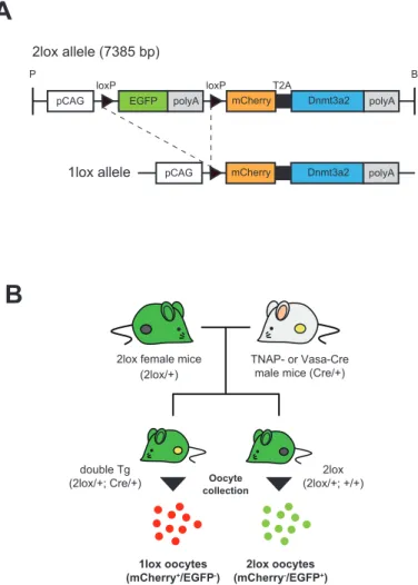 Fig. 3-3 Generation of conditional Transgenic mice using the 2A peptide.