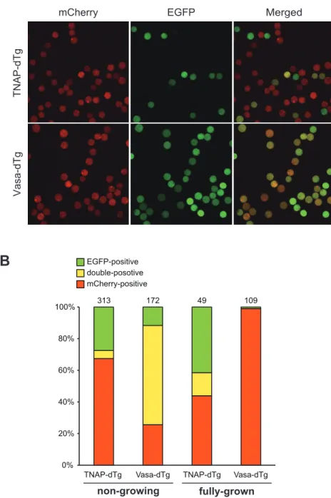 Fig. 3-4 Expression of reporter protein in ng and fg oocytes from double Tg mice.