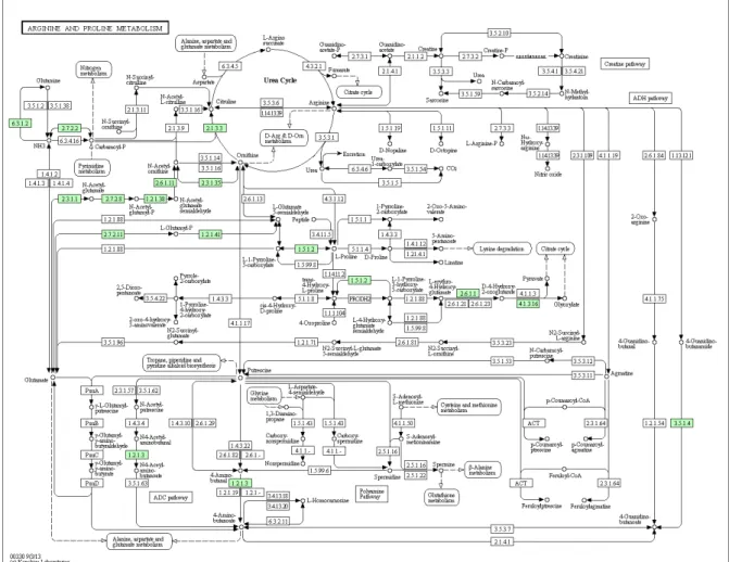 Figure 1-1-11. Arginine and proline metabolic pathway in  Amphibacillus xylanus  based on  KEGG