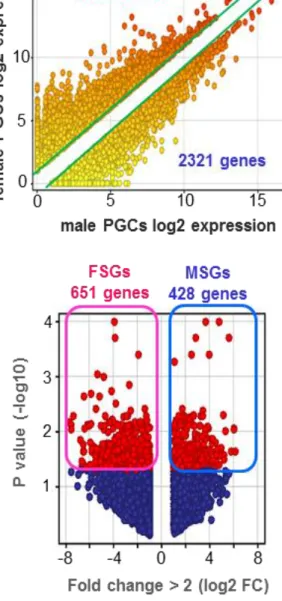 Figure 2-5. E13.5 雌雄 PGCs における性特異的発現遺伝子群の同定 