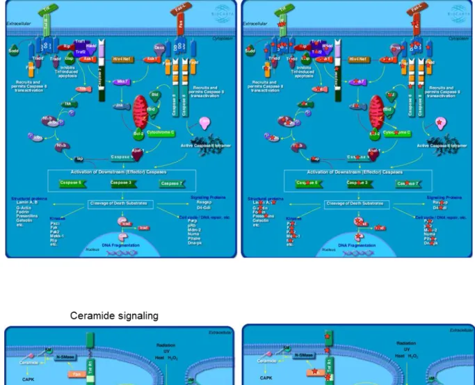 Figure 2-11. E13.5 雌雄 PGCs における代表的な性特異的 BioCarta パスウェイ