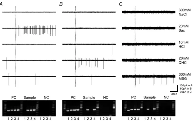 図 2  Single Cell RT-PCR により Gustducin の発現が検出された野生型マウス味細胞の 応答記録例。A:  甘味ベスト細胞、B:苦味ベスト細胞、C:うま味ベスト細胞。点線は味 刺激開始を示す。PC:ポジティブコントロール  NC:ネガティブコントロール。PCR 産 物のサイズはそれぞれ 304bp(SNAP25)、341bp(Gustducin)、 343bp(T1R3)、 370bp(β-actin) である。 