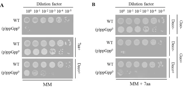 Fig. 1-1 (p)ppGpp 合成欠損による最少培地における生育への影響  A, B.  野生株、(p)ppGpp 0 株(NBS1440)の生菌率:   