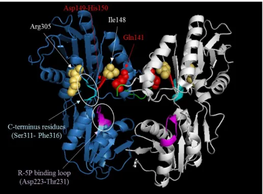 Fig. 2-5 Prs ホモ二量体構造(PDB: 1DKR)における抑圧変異(I148S, R305C)の位置  各サブユニットを青色、白色で示した。抑圧変異が生じたアミノ酸残基は黄色の分子構 造で示した。酵素活性、 ADP によるアロステリック制御に関与する構造(Eriksen et al.,  2000)は以下の色の分子構造で示している。 