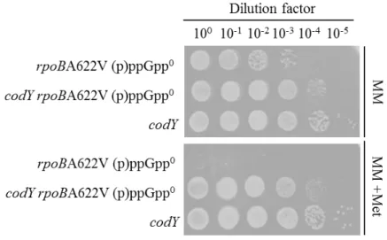 Fig. 3-3  最少培地における codY 欠損を NBS3477 に導入した株(NBS3487)の生菌率  上段：最少培地(MM)  下段：最少培地  +0.05 mg/ml Met。