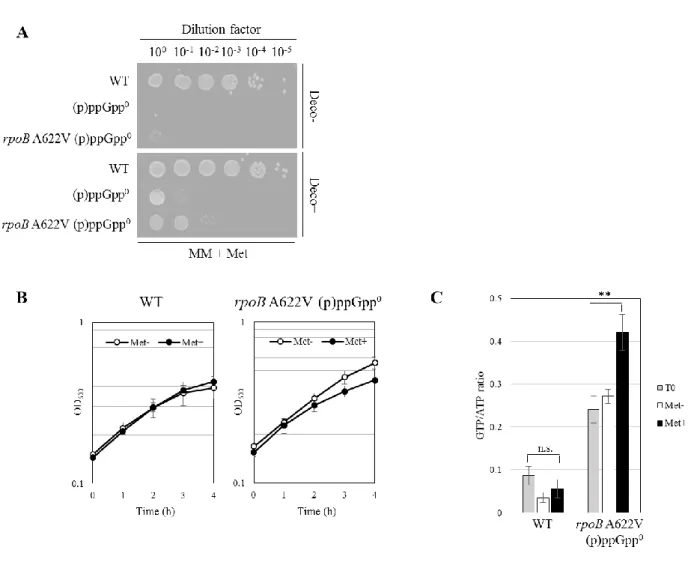 Fig. 3-4  rpoB  A622V (p)ppGpp 0 株(NBS3477)におけるメチオニン感受性と細胞内 GTP と の関連性  A.  最少培地(MM) + 0.05 mg/ml Met/ 0.01 mg/ml decoyinine(Deco) -/+における生菌率(野 生株、(p)ppGpp 0 株[NBS1440]、 rpoB  A622V (p)ppGpp 0 株[NBS3477])。  B